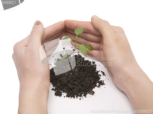 Image of plant and hand roof