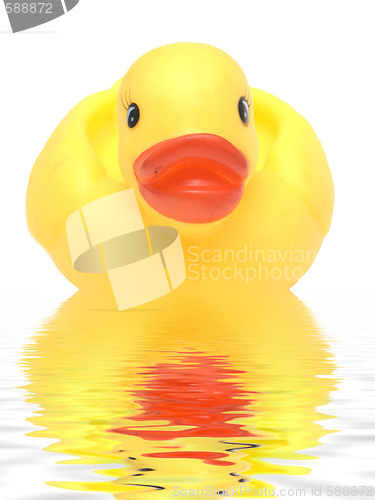 Image of duck in water