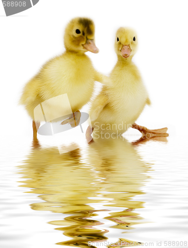 Image of ducklings