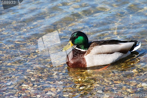 Image of Usual Duck on water