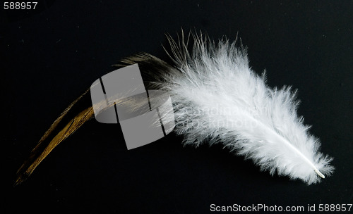 Image of feather