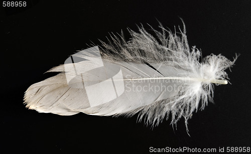 Image of feather