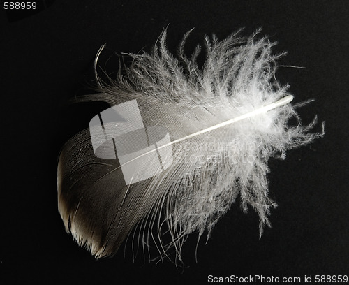 Image of feather