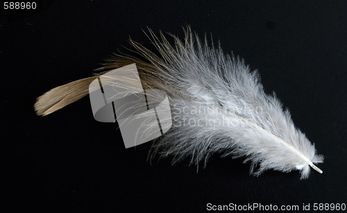 Image of feather