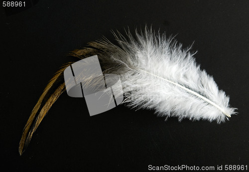 Image of feather