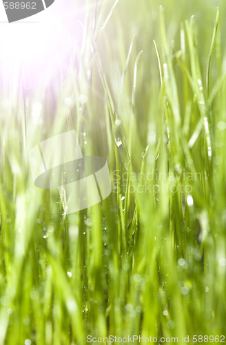 Image of grass