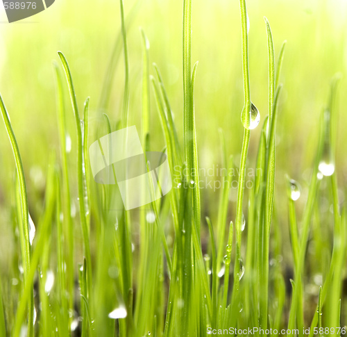 Image of drops