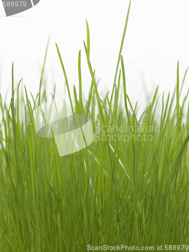 Image of green grass