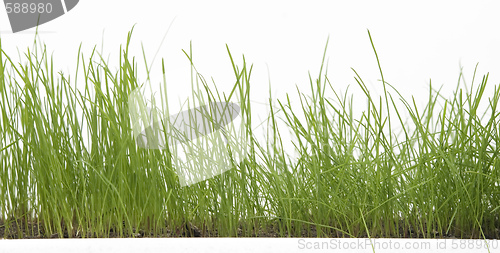 Image of grass