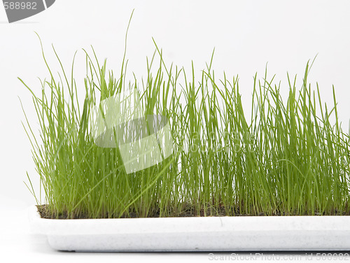 Image of green grass