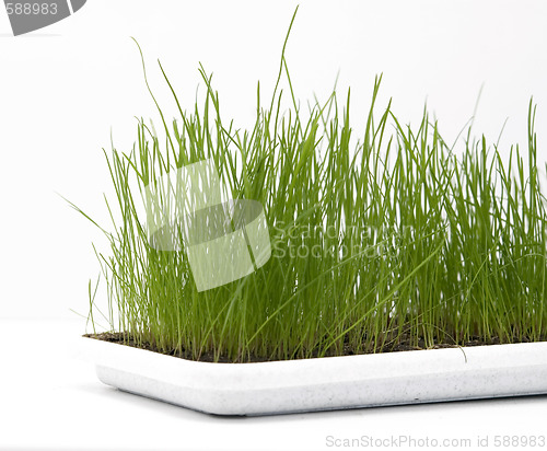 Image of green grass