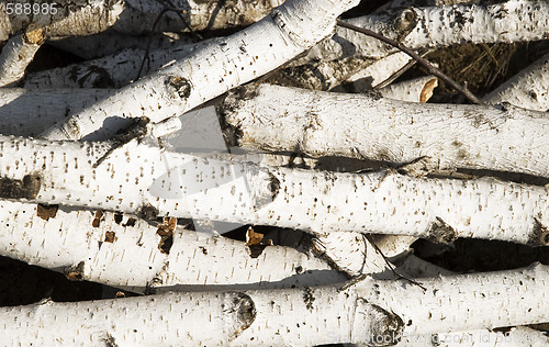 Image of birch logs