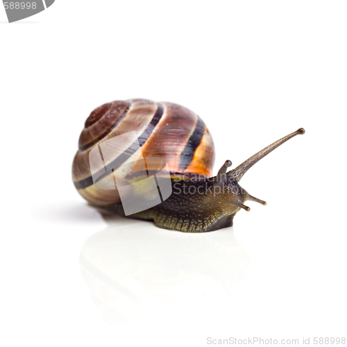 Image of snail