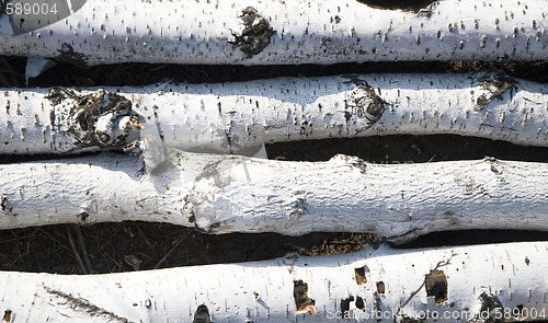 Image of birch logs