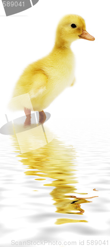 Image of duckling