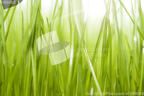 Image of green grass