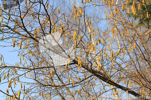 Image of Catkins