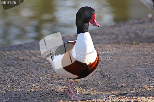 Image of Duck