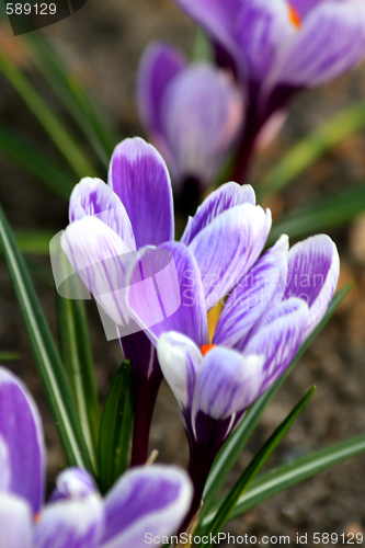 Image of Crocuses