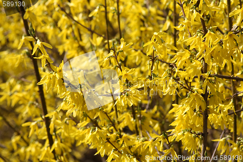 Image of Yellow blooming forsythia.