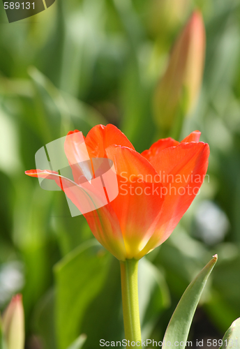 Image of Red tulip