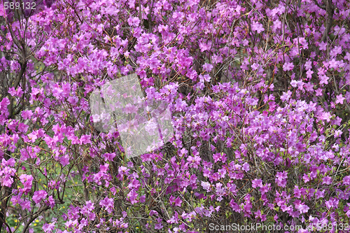 Image of Pink azalea