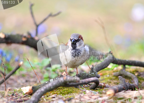 Image of Sparrow