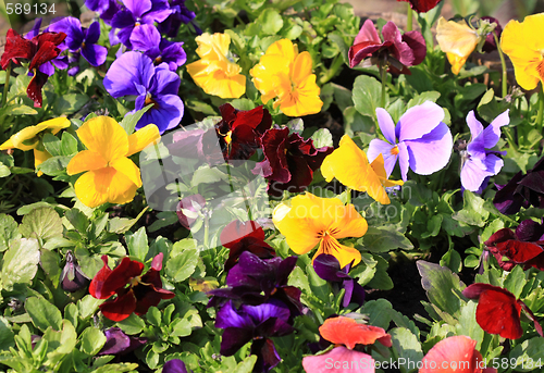 Image of Viola