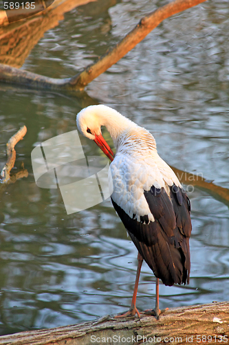 Image of Stork