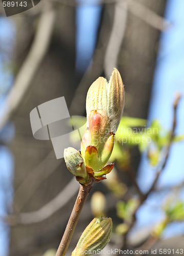 Image of Chestnut bud