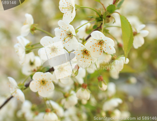 Image of Cherry blossoms