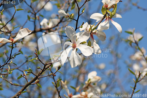 Image of Blooming white magnolia