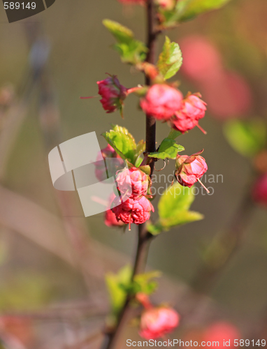 Image of Blooming decorative red plum