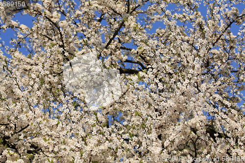 Image of Blooming cherry trees