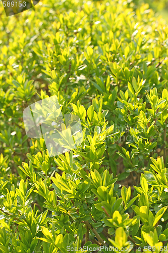 Image of Green leaves