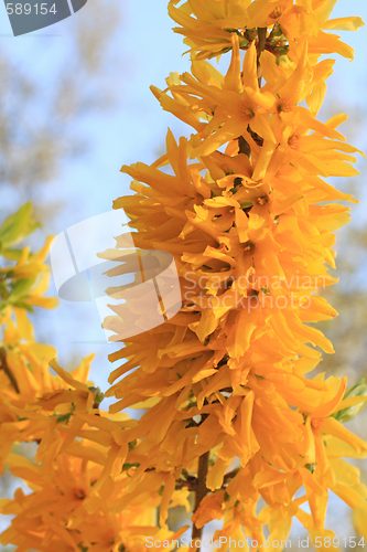 Image of Yellow forsythia