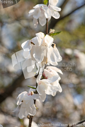 Image of Snow flowers