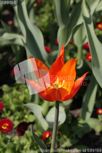 Image of Red tulip