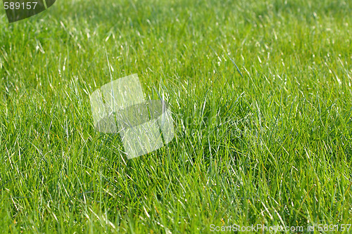 Image of Green grass