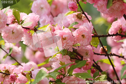 Image of Pink plum blossoms