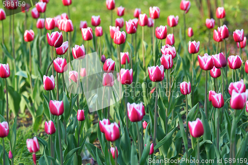 Image of Pink tulips
