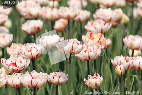 Image of Red stripe on white tulip