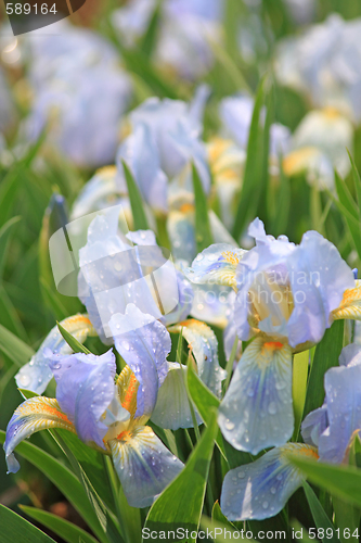 Image of Blue irises