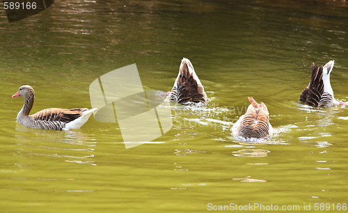 Image of Funny ducks
