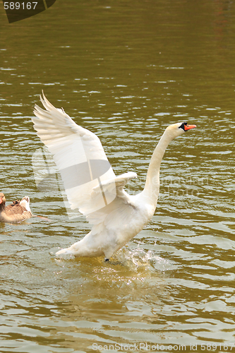 Image of White swan