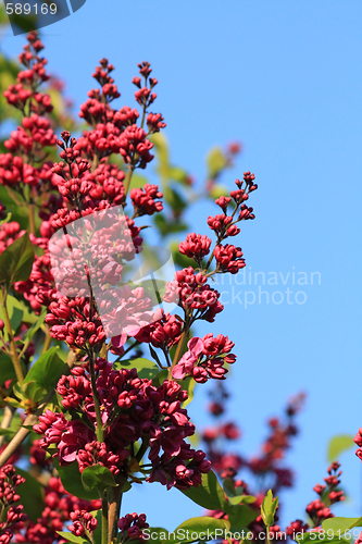 Image of Lilac