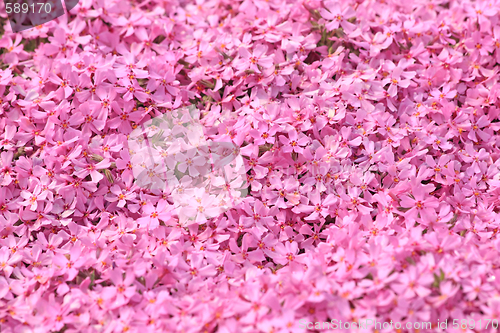 Image of Little pink flowers