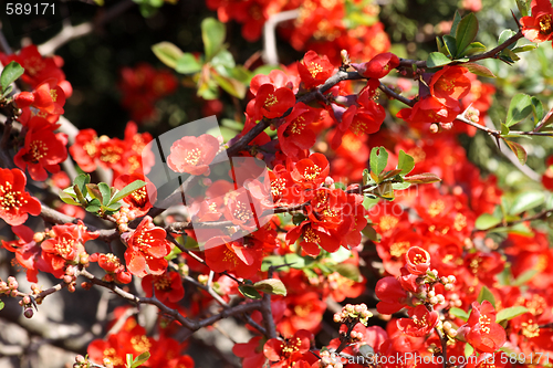 Image of Quince