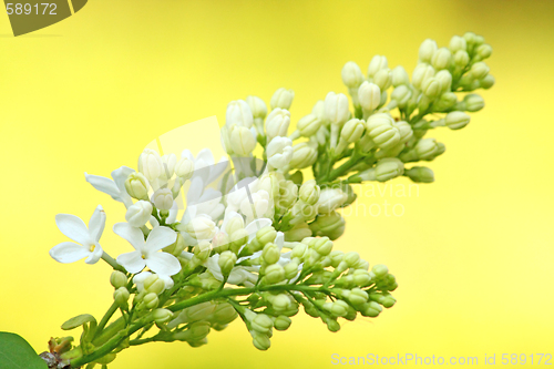 Image of White lilac