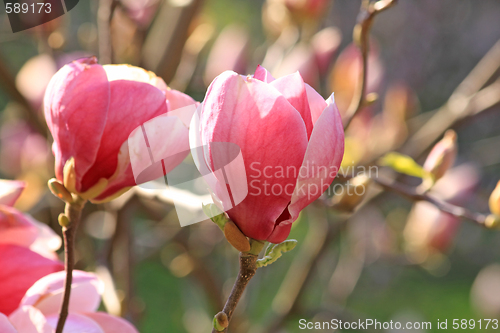 Image of Magnolia